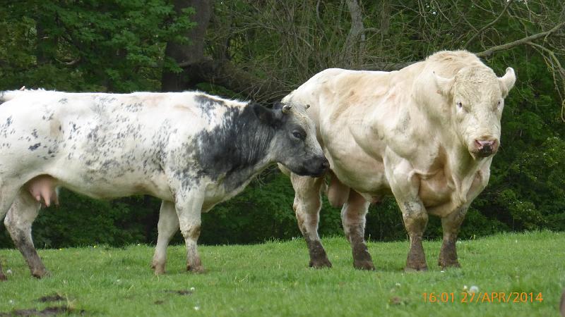 7de Nonkelfransrit op 27-4-2014 (170).jpg